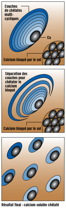 Calphlex calcium soluble chélaté